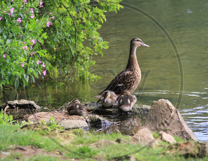 A Mallard Duck with Baby Ducklings near Lake