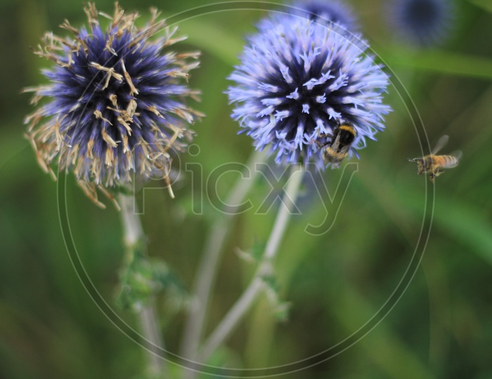 Honey Bee on Sheep's bit plant or Jasione montana Flower