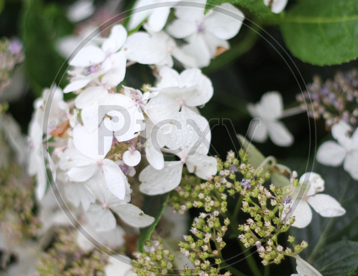 Closeup Shot of white Hydrangea Serrata Flowers