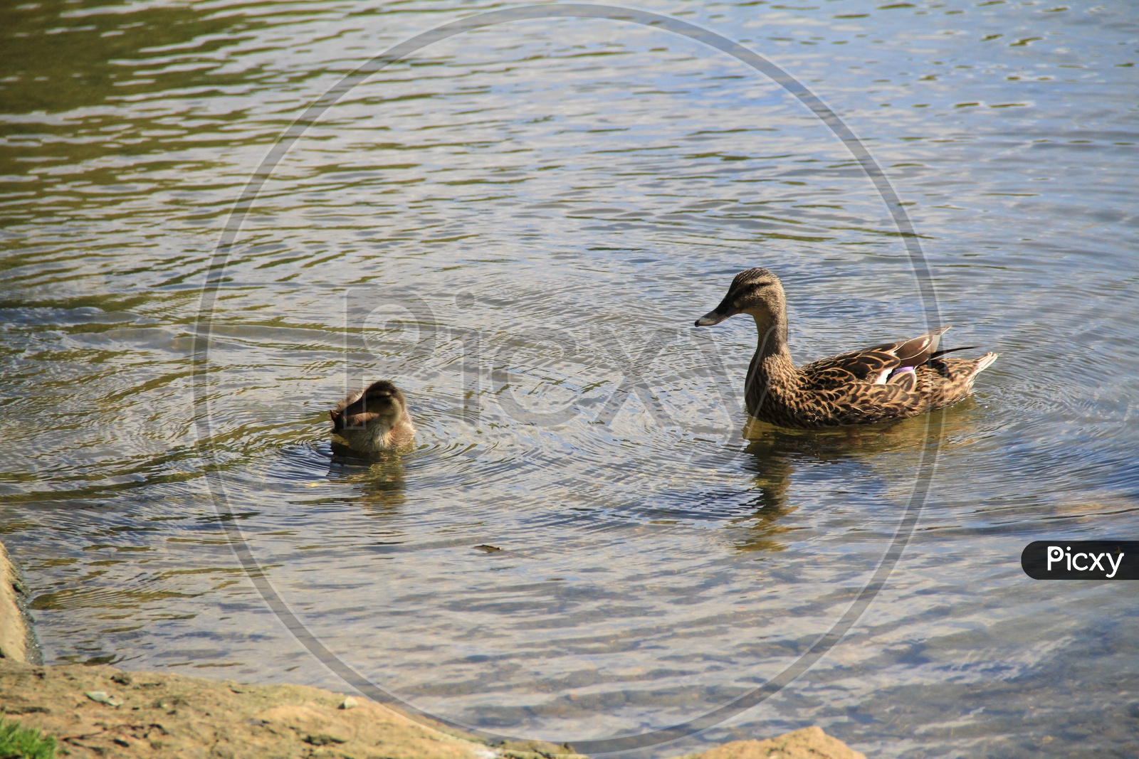 Mallard Duck with Duckling on Water