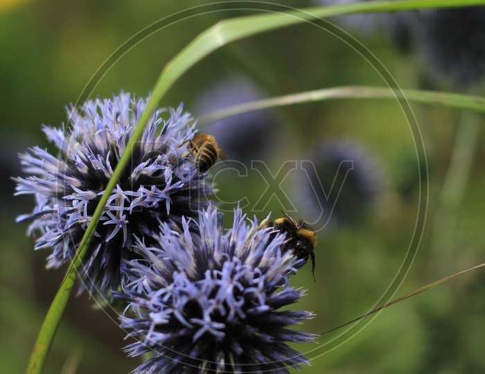 Honey Bees on Sheep's bit plant or Jasione montana Flower
