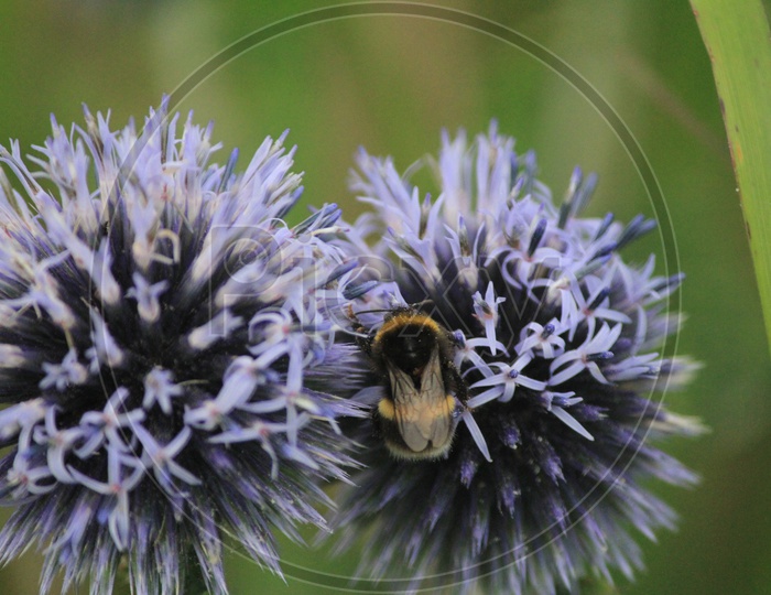 Macro Shot of Honey Bee on Sheep's bit plant or Jasione montana Flower