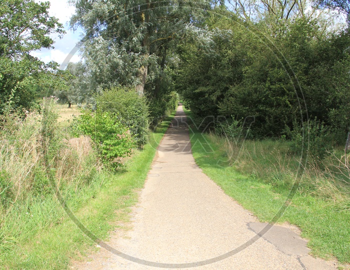 Narrow Pathway with Trees Both sides