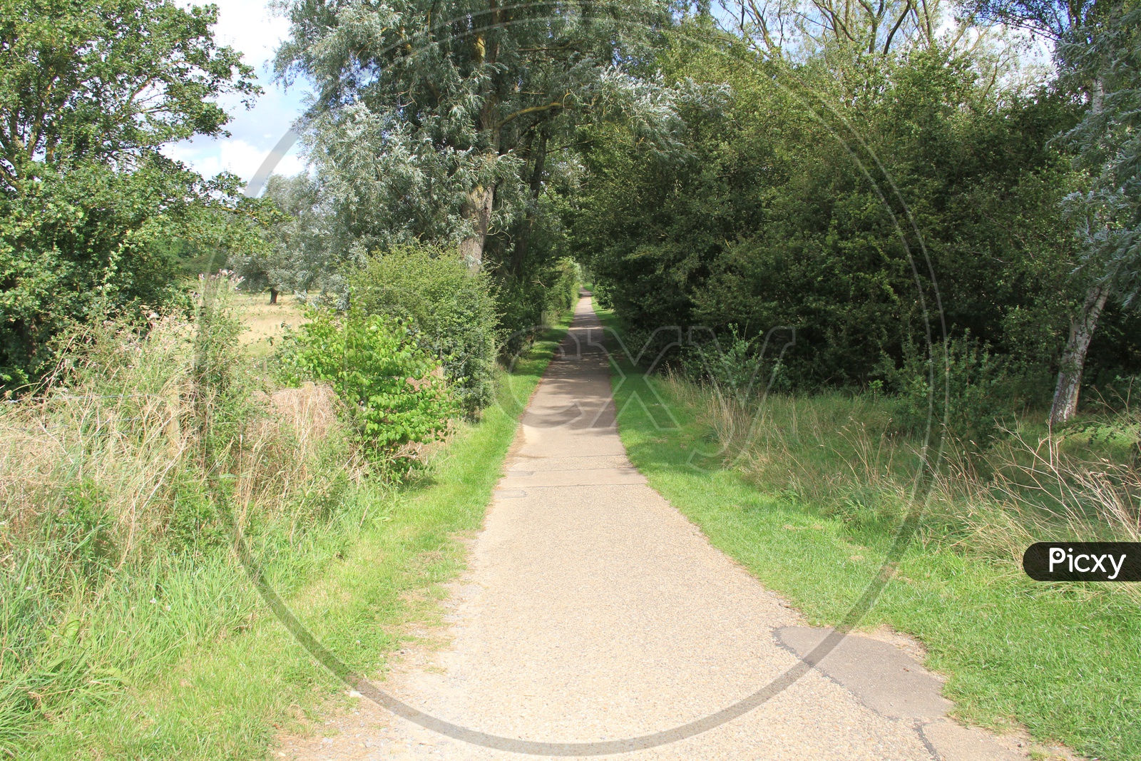 Narrow Pathway with Trees Both sides