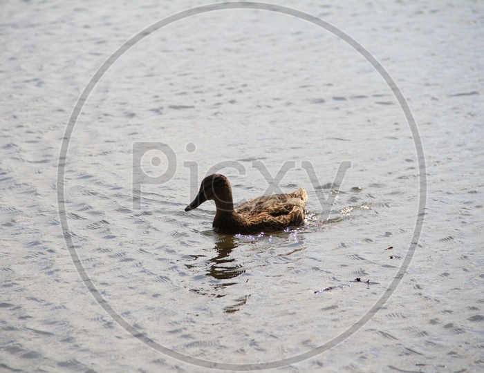 A Mallard Duck in a Lake