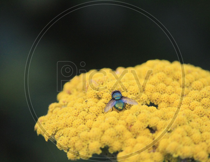 Macro Shot of Insect on a Yellow Flower