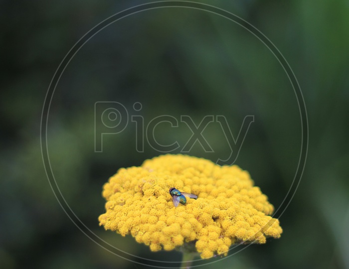 Closeup shot of Insect on Flower
