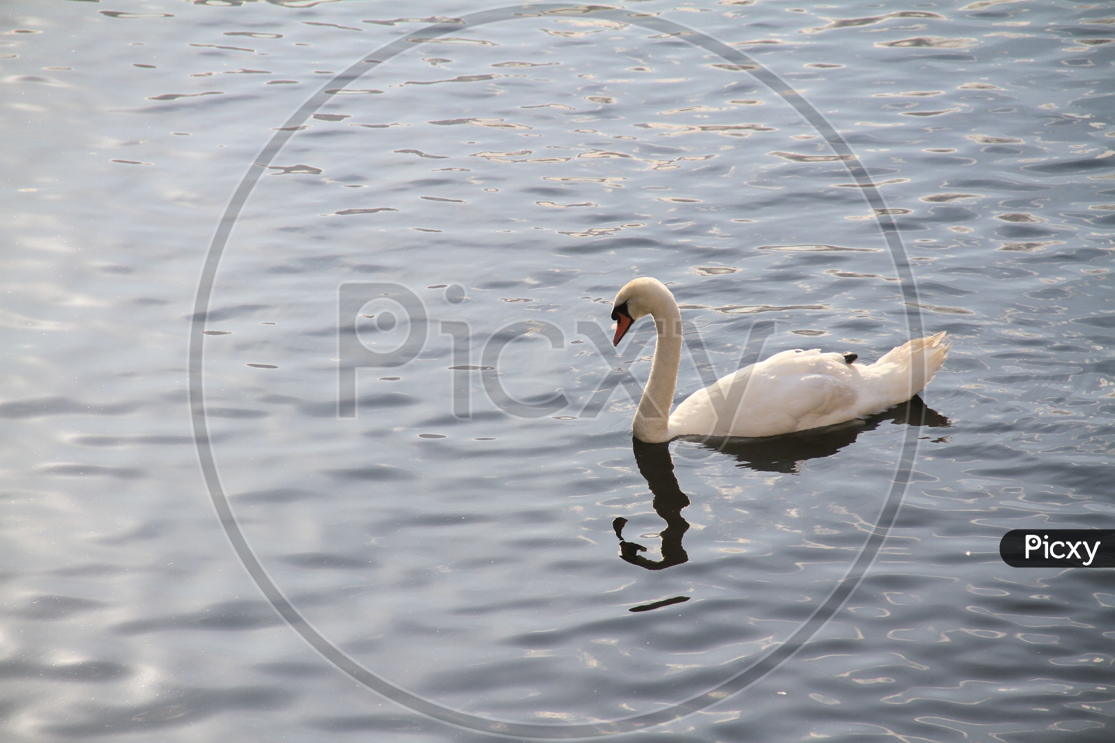 A White Swan in a Lake