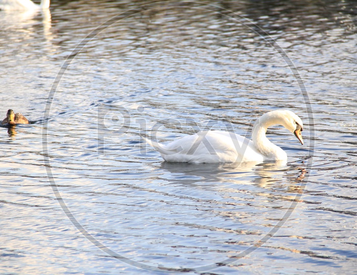 White Swan in a Lake