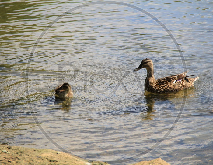 Mallard Duck with Duckling on Water