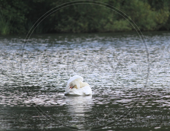 A White Tundra Swan on Lake