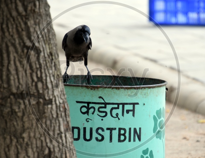 Do you care for Swachh Bharat? Crow Asks