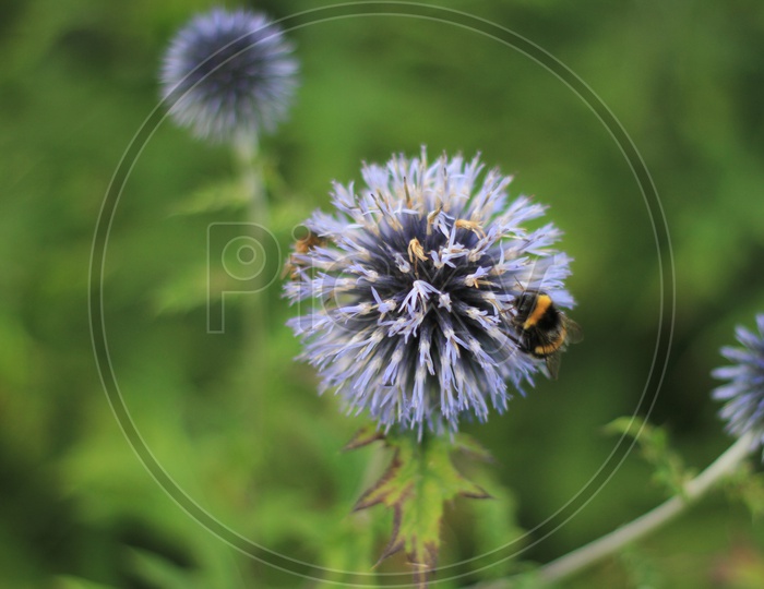 Honey Bees on Jasione montana Flower
