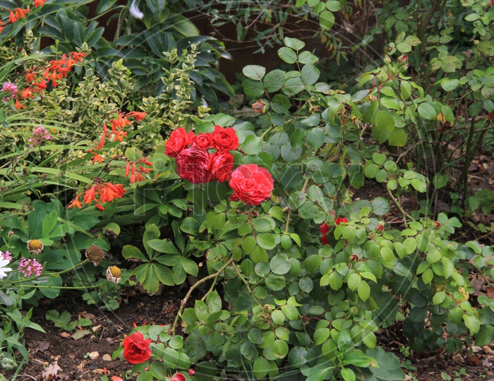 Red Rose Flowers in Garden along with other Flowers