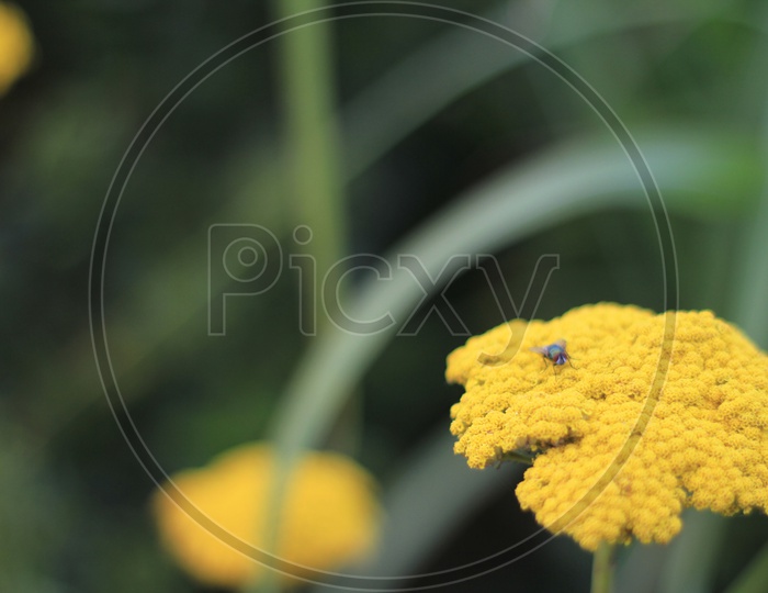 Insect on Yellow Flower