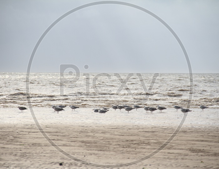 Birds on the Shore at Heacham Beach