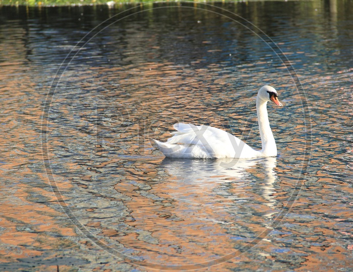 Alone White Swan in The Serpentine Lake