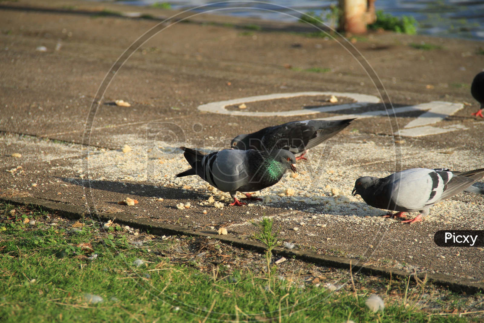 Closeup Shot of Dove Birds Eating