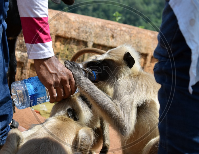 Thirsty Gray Langur having water offered by a man. Summer effect. 