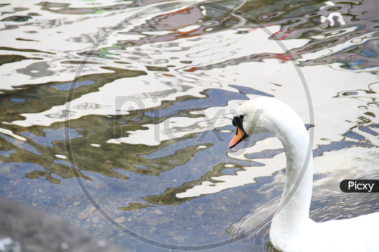 White Swan Bird in a Lake