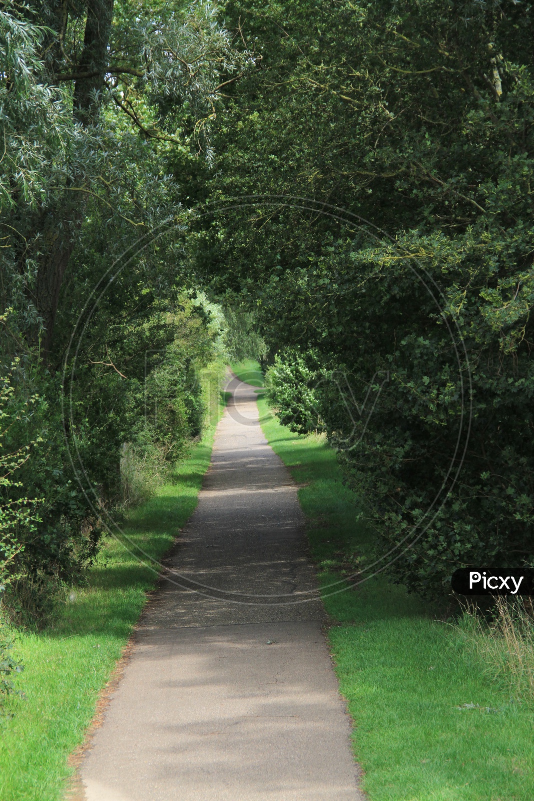 A Beautiful Narrow Pathway with Trees