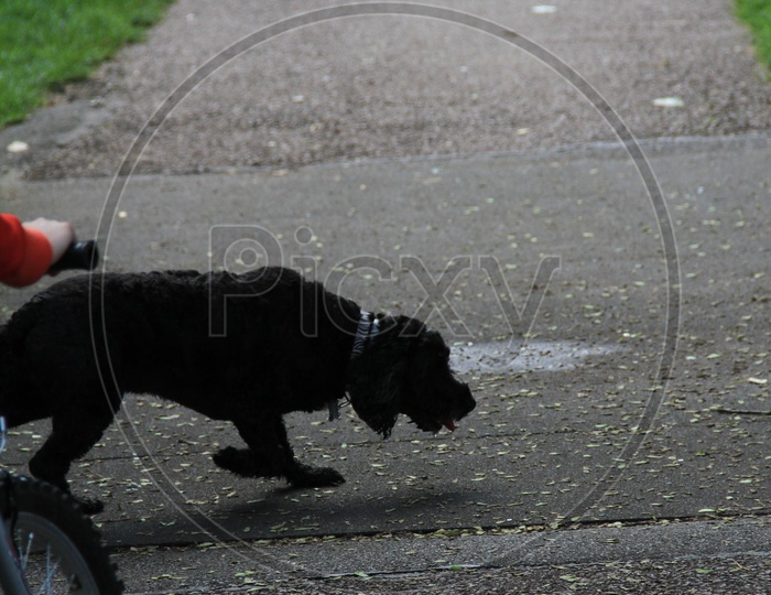 A Black Dog on Pathway