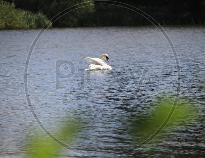 Alone White Swan in a Lake