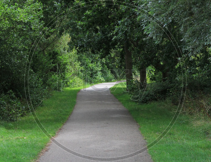 Narrow Pathway along with Trees