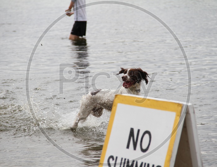 No Swimming Sign Board with Dog in Background