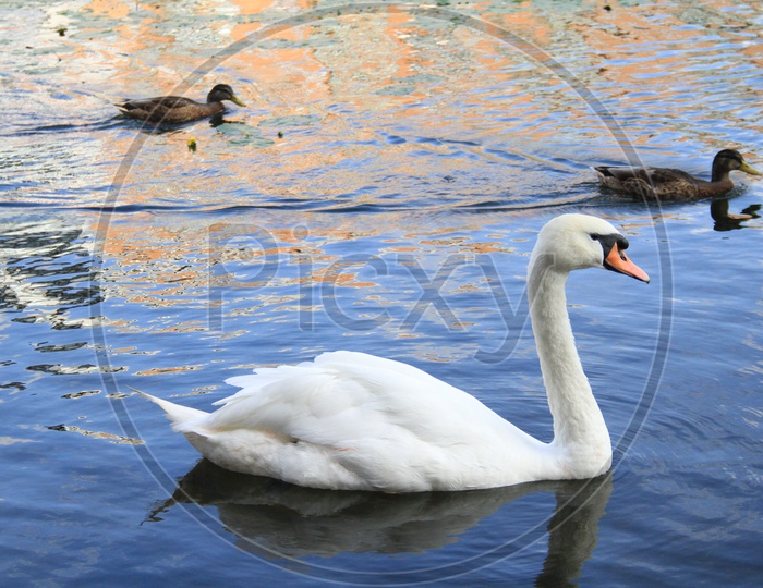 A white swan with Mallard Ducks in Background