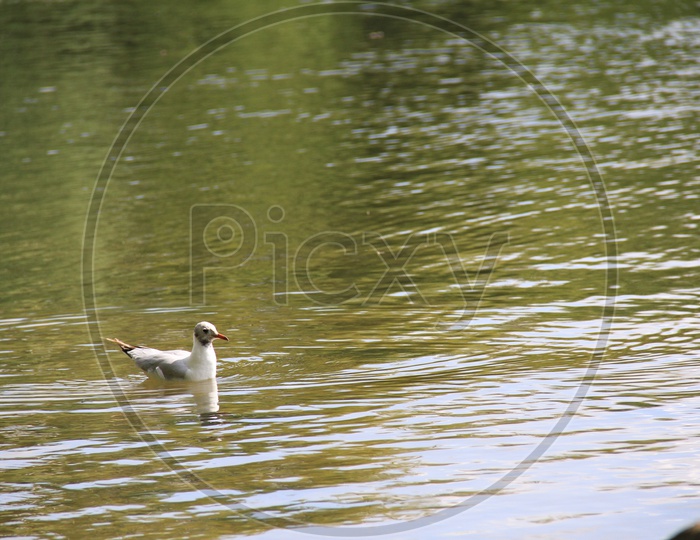 Closeup Shot of Duck on Water