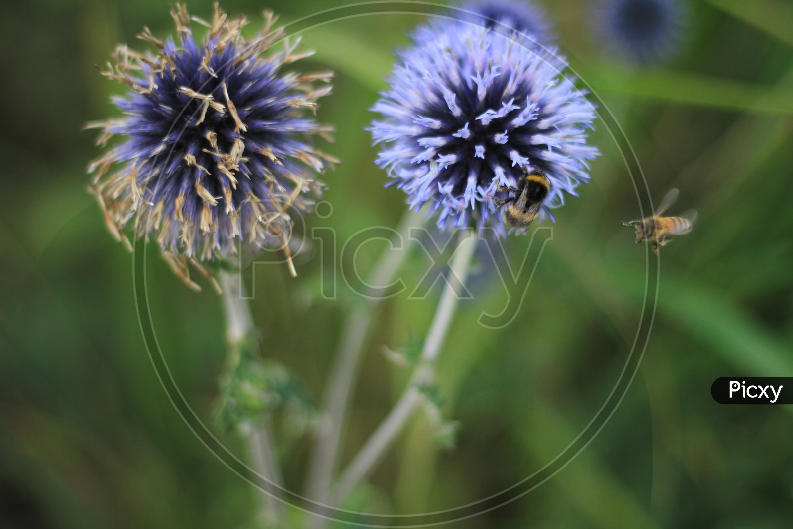 Honey Bee on Sheep's bit plant or Jasione montana Flower