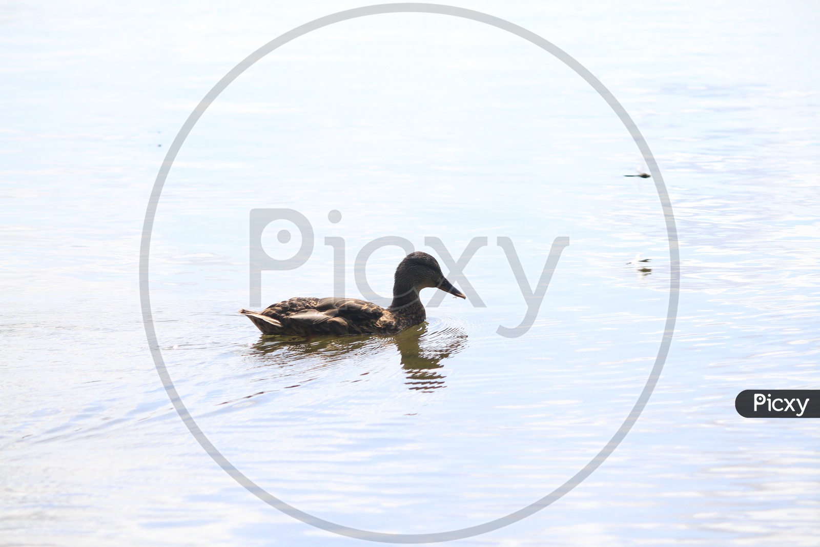 Alone Mallard Duck on Lake