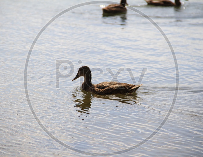 Mallard Ducks in a Lake