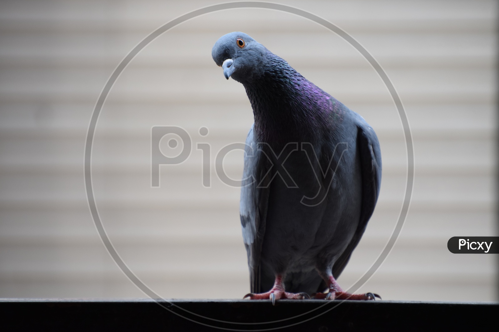 Close Up Portrait of Delhi Pigeon