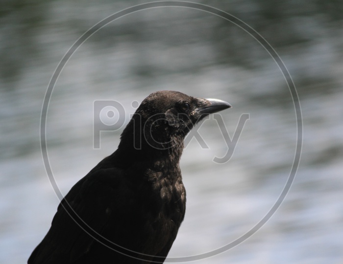 Closeup shot of Crow