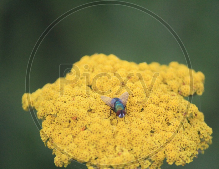 Macro Photography of Insect on a Yellow Flower