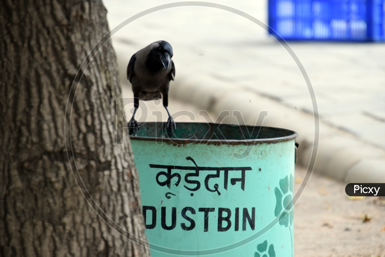 Do you care for Swachh Bharat? Crow Asks