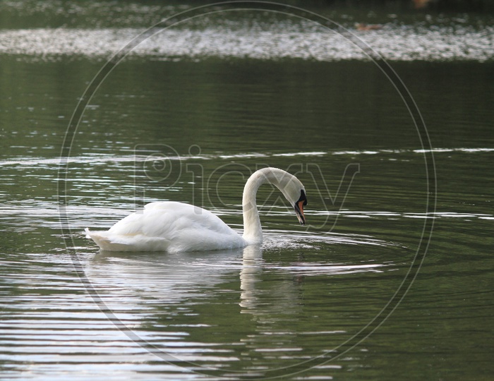 Alone white swan looking for Fish to Eat