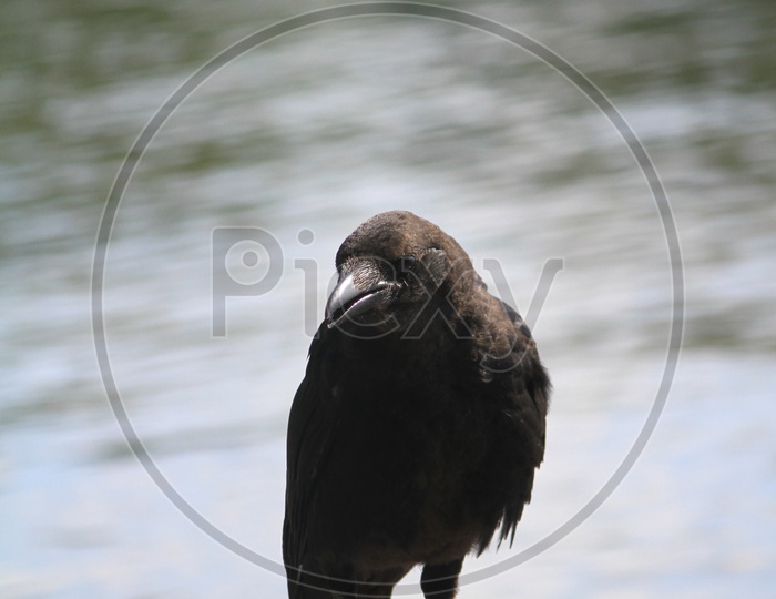A Crow with Lake in Background