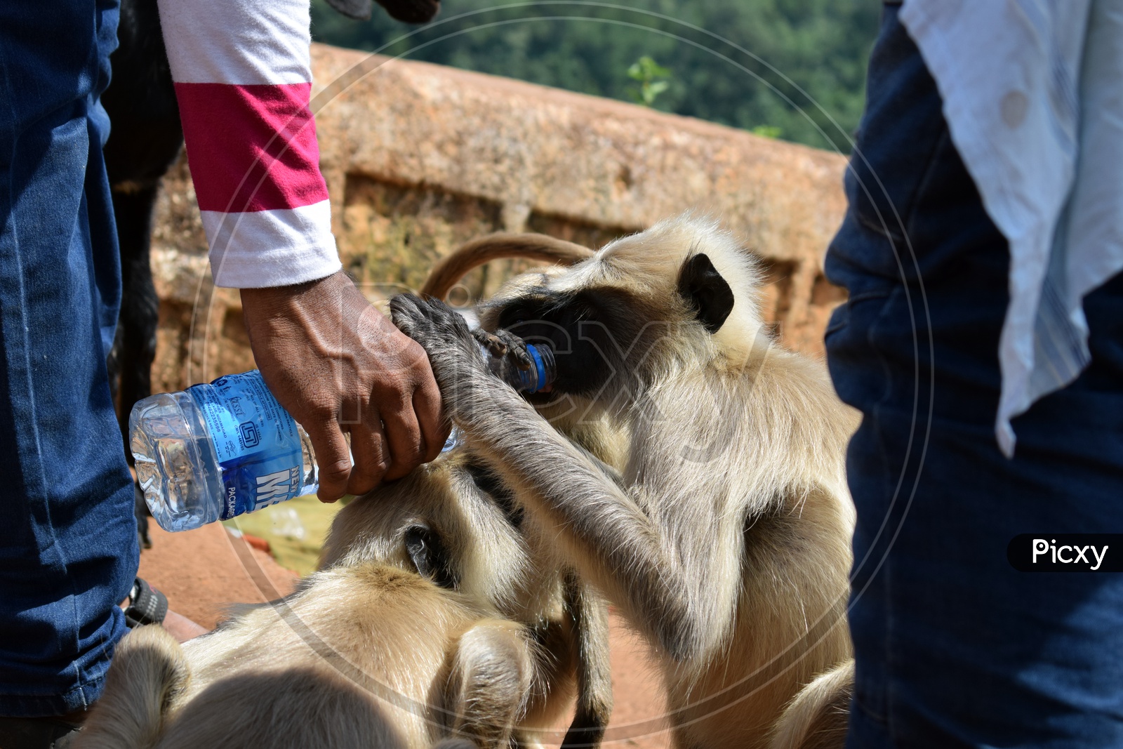 Thirsty Gray Langur having water offered by a man. Summer effect. 