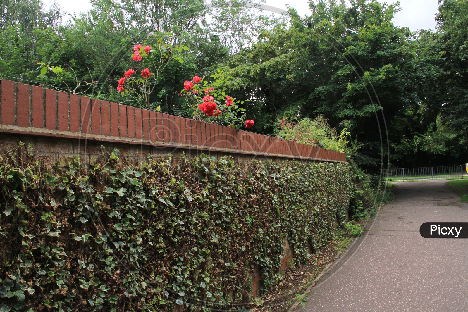 Image of Flowers on a Compound WallIZ025092Picxy