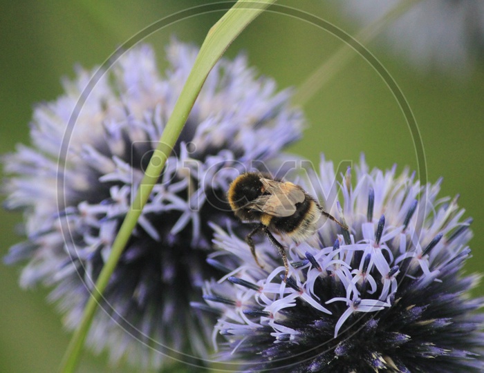 Closeup Shot of Honey Bee on Sheep's bit plant or Jasione montana Flower
