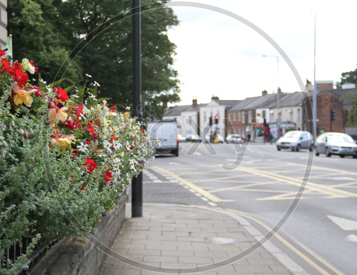 Roadside Flowers in a Street