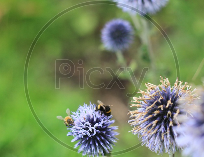Macro Shot of Honey Bees on Sheep's Bit Plant (Jasione montana Flower)