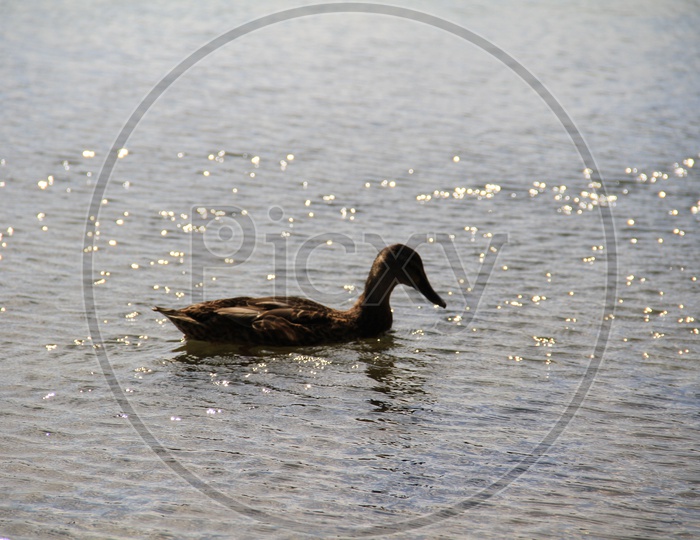 Mallard Duck in a Lake