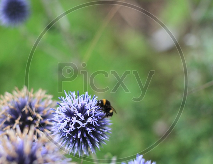 Macro Shot of Honey Bees on Sheep's Bit Plant or Jasione montana Flower