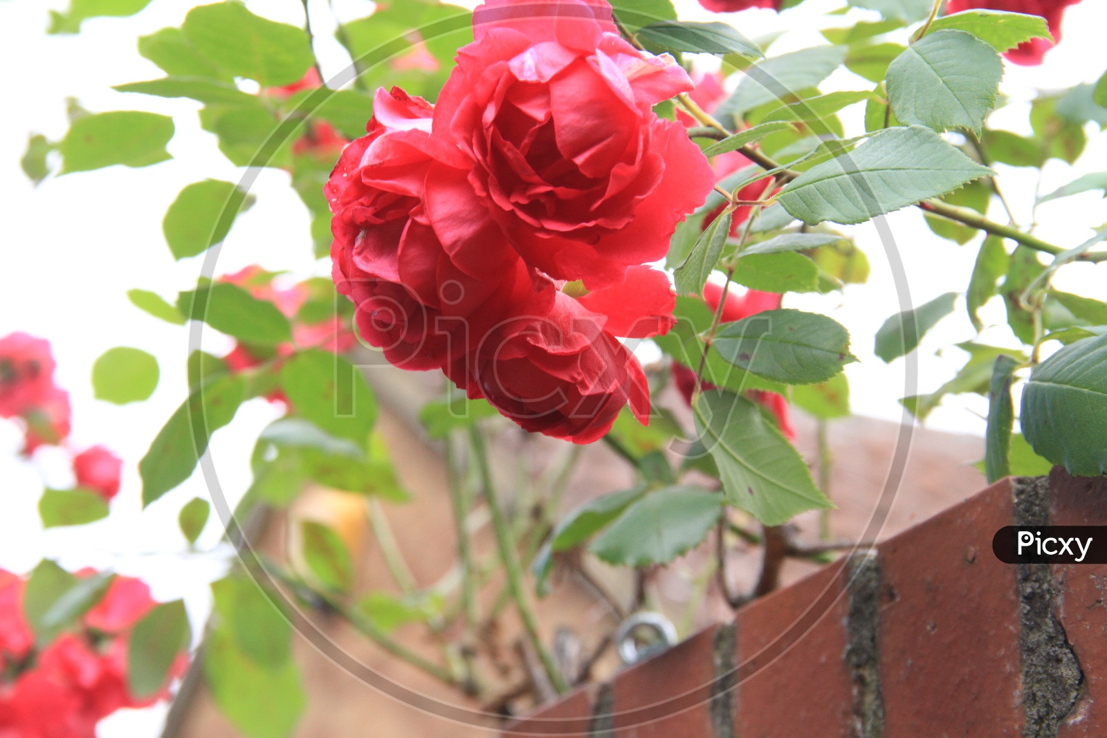 Closeup Shot of Red Roses on a Plant