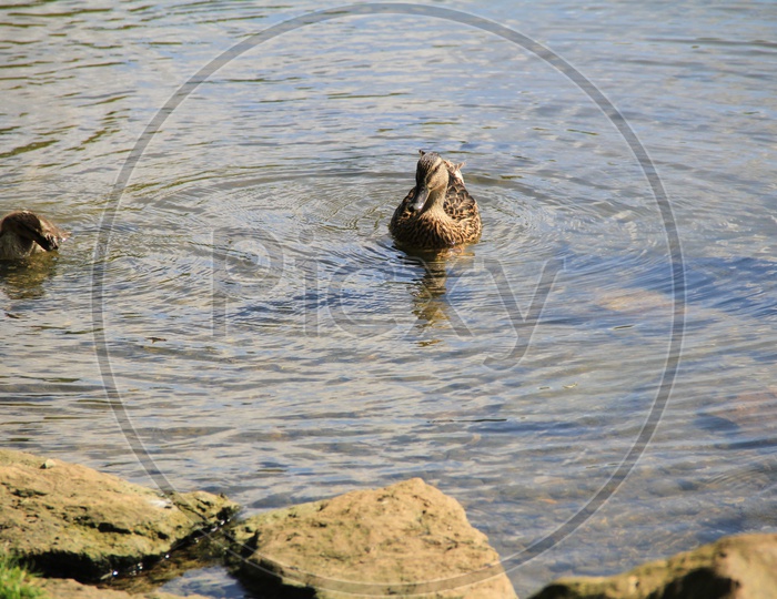 Mallard Duck Bird on water