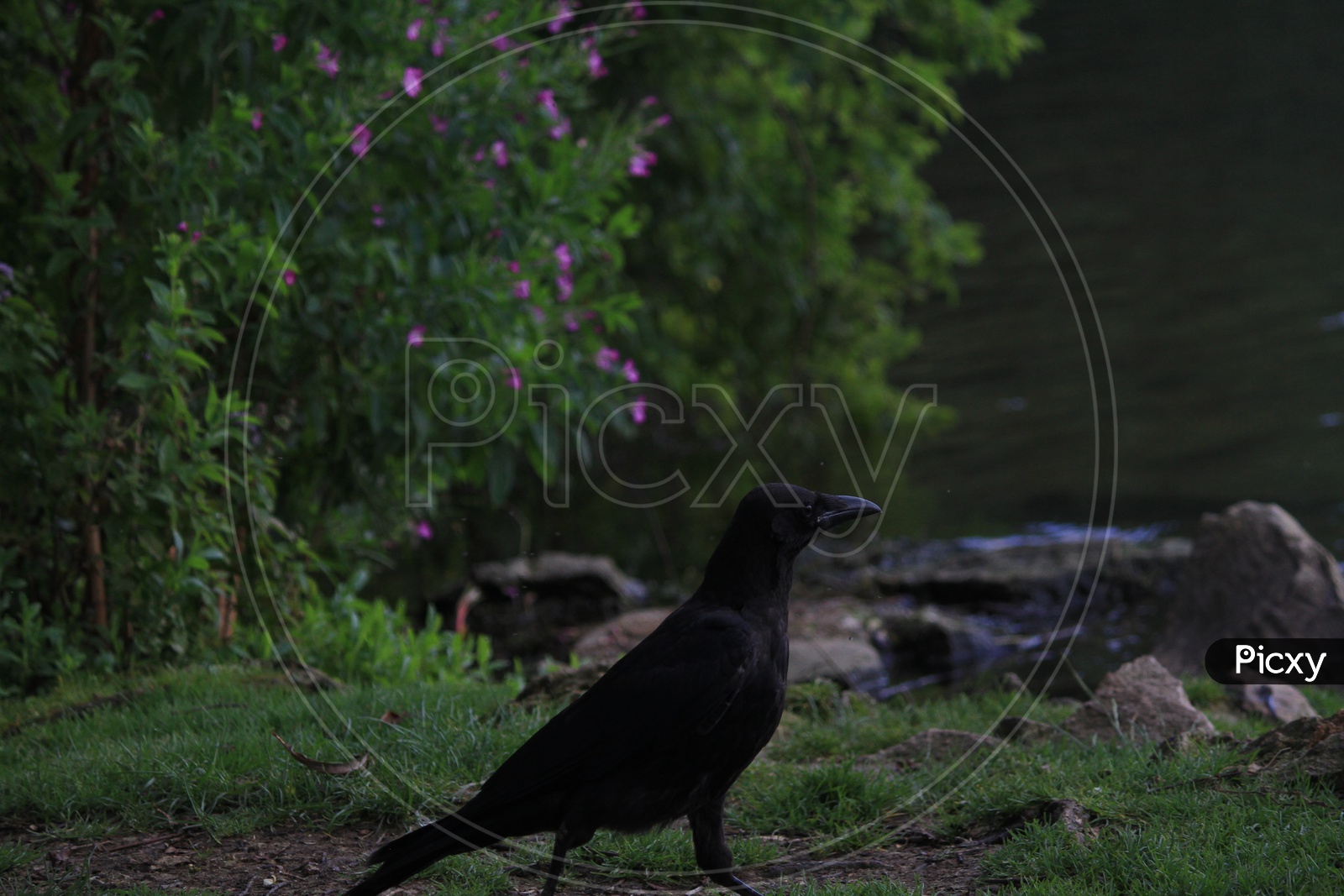 Closeup shot of a Crow